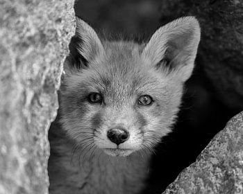 Dieser junge Fuchs fragt sich, wer ihn beobachtet
