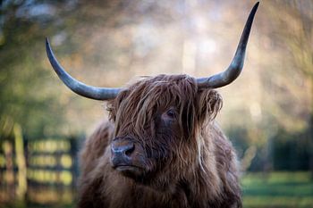 Schottischer Highlander