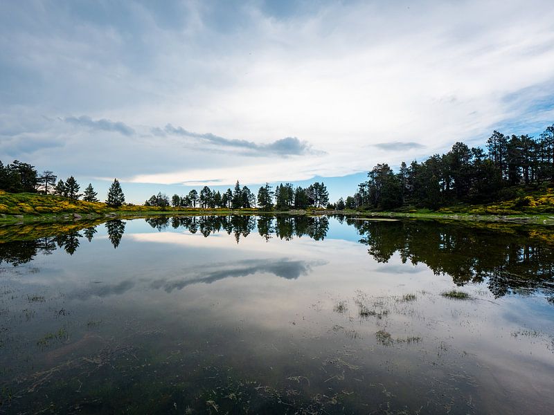 Reflection of trees in a mountain lake by Martijn Joosse