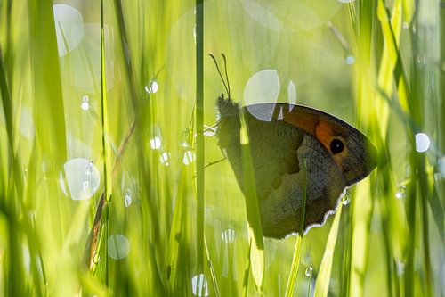 Butterfly portrait of a sand martin.