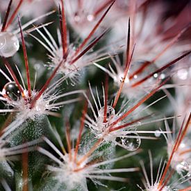 Spikes von Rob Rijfkogel