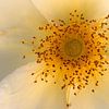 closeup of a yellow rose by W J Kok