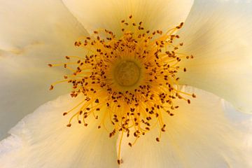 closeup of a yellow rose by W J Kok