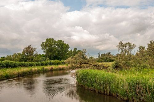 Creek in the Brabant Biesbosch, Drimmelen by Ruud Morijn