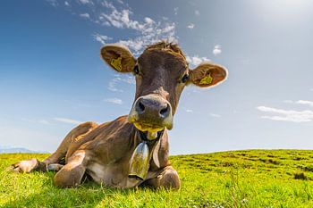 Kuh, Allgäuer Braunvieh