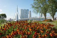 Bloemen in Rotterdam von Michel van Kooten Miniaturansicht