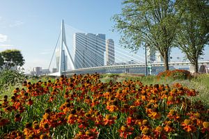 Bloemen in Rotterdam sur Michel van Kooten