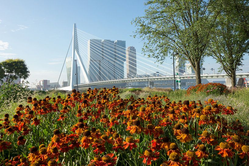 Bloemen in Rotterdam par Michel van Kooten