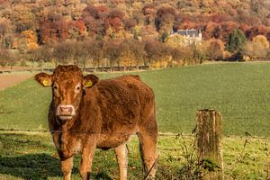 Neugieriges Kalb in Süd-Limburg