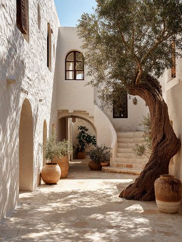 Mediterranean courtyard with olive tree