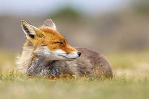 der lächelnde Fuchs