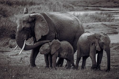 Elephant family in vintage post-processing by Beeldpracht by Maaike