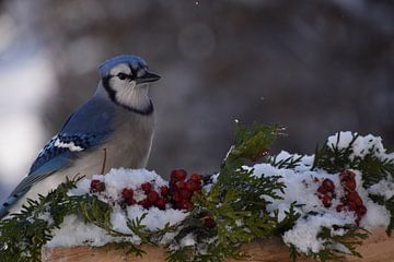 Een blauwe gaai bij de tuinvoeder van Claude Laprise