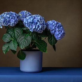 Still life with hydrangea by Mirjam Brozius