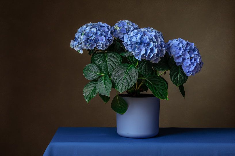 Nature morte avec hortensia par Mirjam Brozius