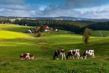 Unterfallengrundhof, near Gütenbach in the Black Forest by Jürgen Wiesler