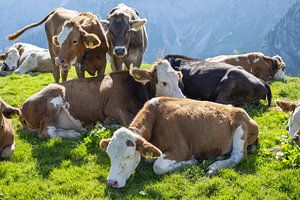 Allgäuer Kühe auf Sommerfrische