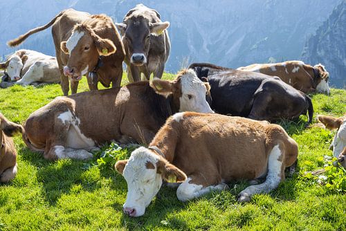 Allgäuer koeien op zomervakantie