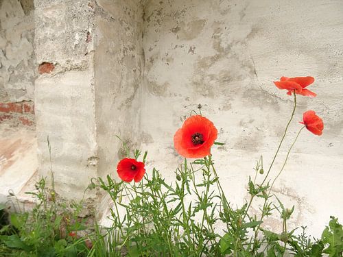 Poppies