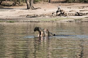 Nijlpaard (Hippopotamus amphibius) met open mond in de Okavango-delta