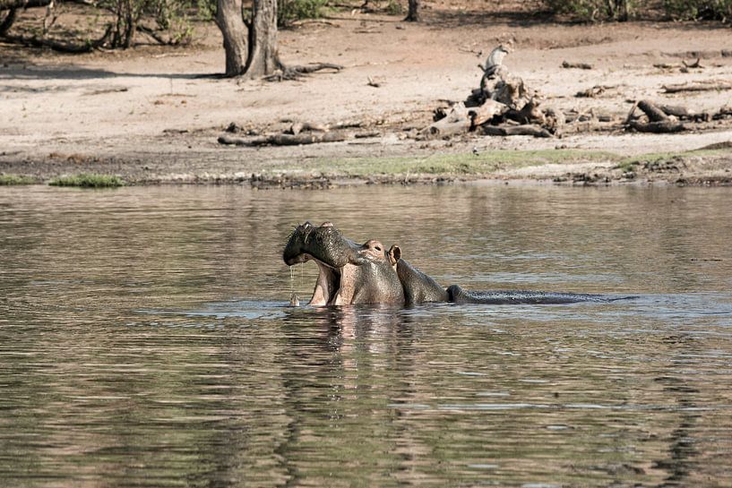 Nijlpaard (Hippopotamus amphibius) met open mond in de Okavango-delta van Tjeerd Kruse