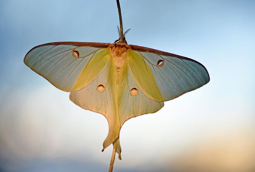 Luna-Motte by Wiltrud Schwantz