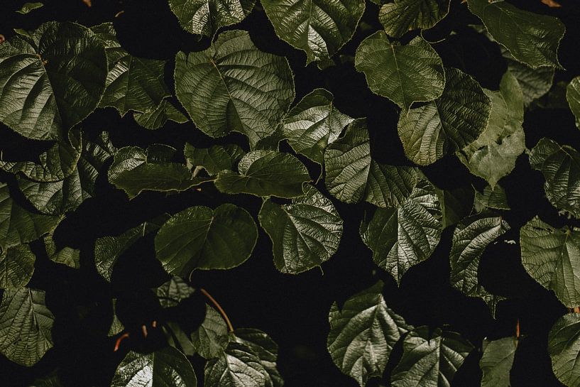 Botanical by Naturel Fotografie