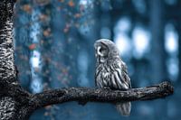 A great grey owl  / great gray owl ( strix nebulosa )