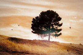 Sunset by Jesse Simonis