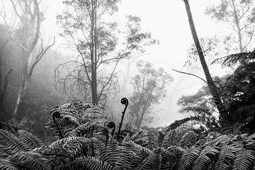 Regenwoud in de mist VIII van Ines van Megen-Thijssen