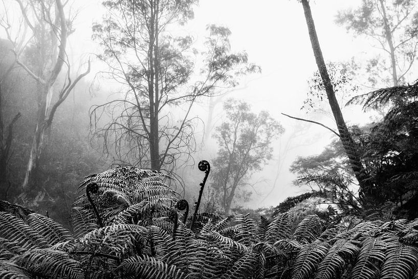 Forêt tropicale dans le brouillard VIII par Ines van Megen-Thijssen