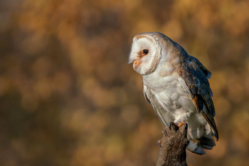 Kerkuil op een tak met een herfstachtergrond. van Albert Beukhof