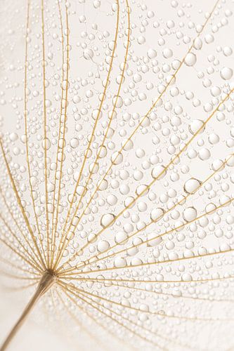 Eenvoudige landelijke rust: In een web gevangen