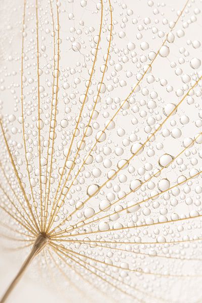 Simple rural serenity: Caught in a web by Marjolijn van den Berg