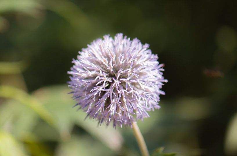 purple thistle flower by Tania Perneel