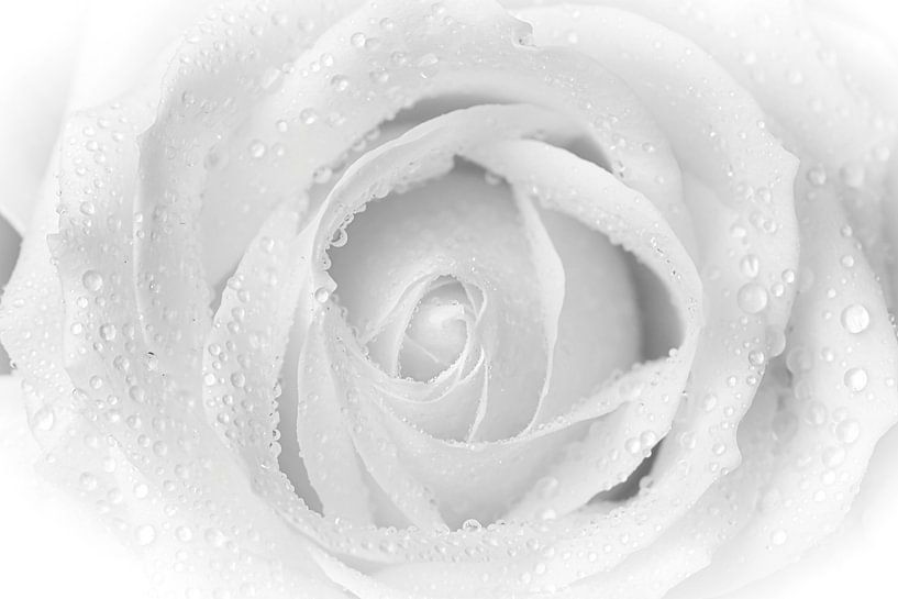 Rose mit Tropfen von WeVaFotografie