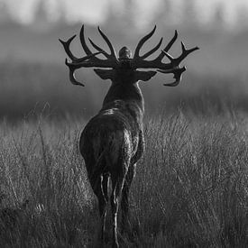 Burrowing red deer in backlight after rain shower by Arjen Heeres