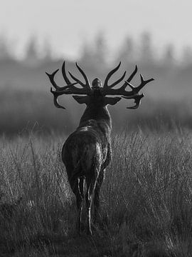 Burrowing red deer in backlight after rain shower