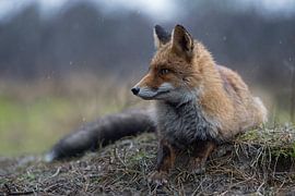 Red Fox ( Vulpes vulpes ) adult , lying, resting on a little knob, watches aside attentively, on a r