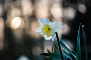 Narzisse im sonnigen Wald
