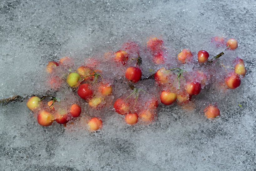 Flower frozen or not 1 by Wim van Ooijen