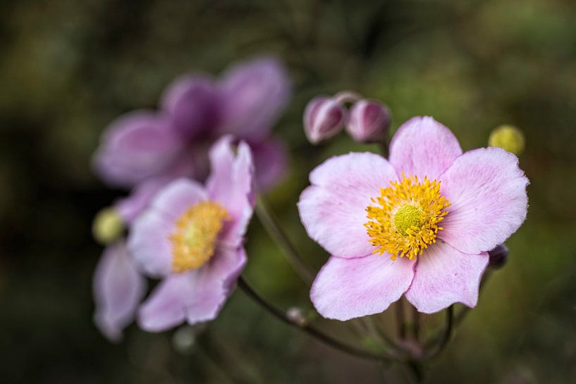 Anemone by Rob Boon