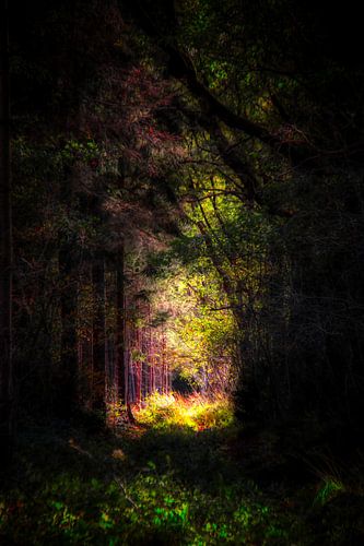 Out of the dark van Patrick Teeling