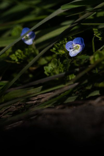 In the Shadows van Gerda Hoogerwerf