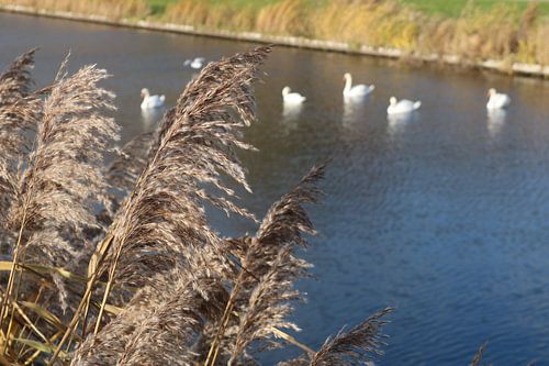 siergras naast het water
