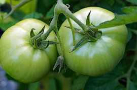 tomatoes in green lit from above