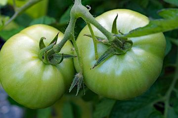 tomaten in het groen van boven belicht van wil spijker