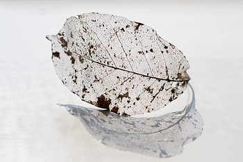 Altes Blatt (Herbstreflexion)