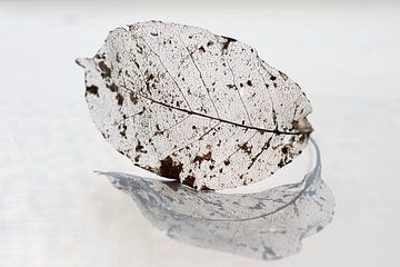 Old leaf (autumn reflection) by Esther Wagensveld