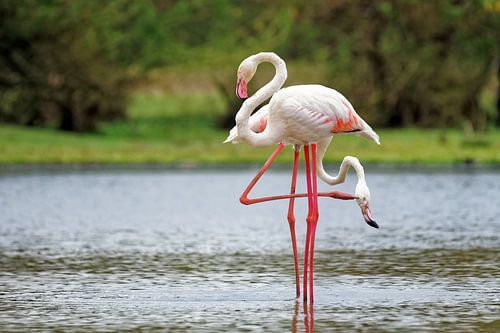 greater flamingo